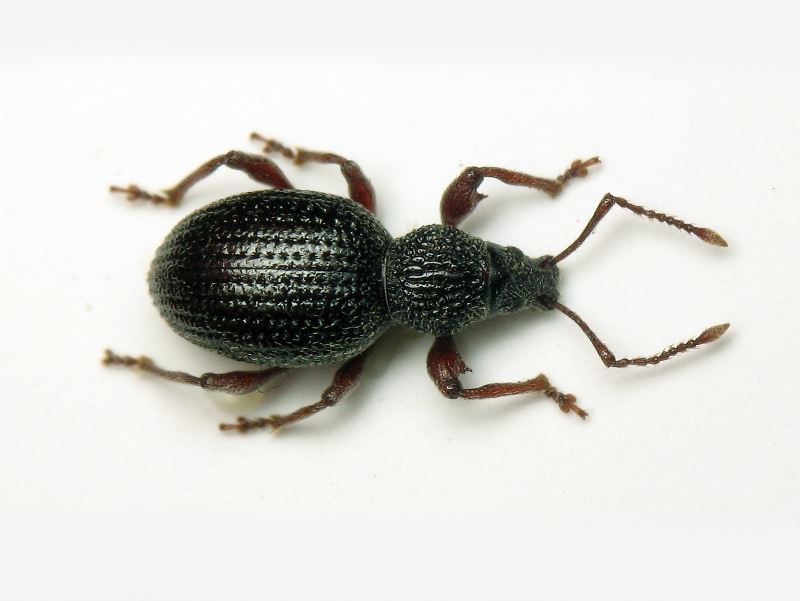 Otiorhynchus ovatus (Linnaeus, 1758)